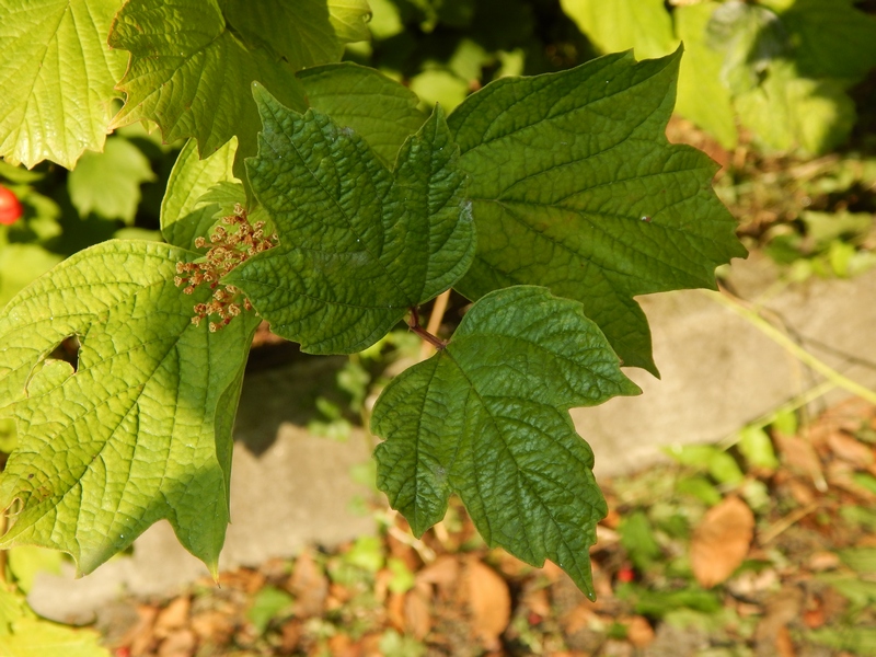 Viburnum opulus